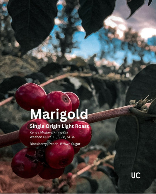 Marigold